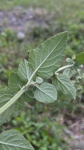 Image of Mesosphaerum pectinatum by (c) Cheng-Te Hsu, some rights reserved (CC BY)