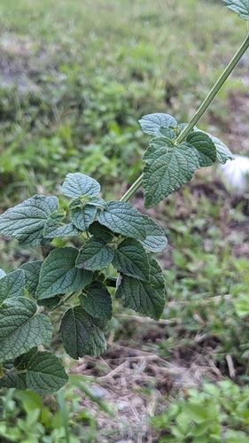 Image of Mesosphaerum Pectinatum (Mesosphaerum pectinatum) by (c) Cheng-Te Hsu, some rights reserved (CC BY)