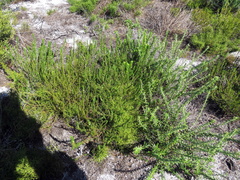 Cliffortia subsetacea