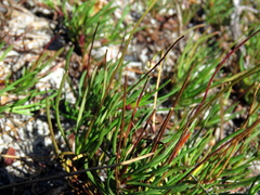 Ursinia tenuifolia