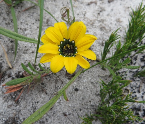 Image of Gazania serrata by (c) linkie, some rights reserved (CC BY)