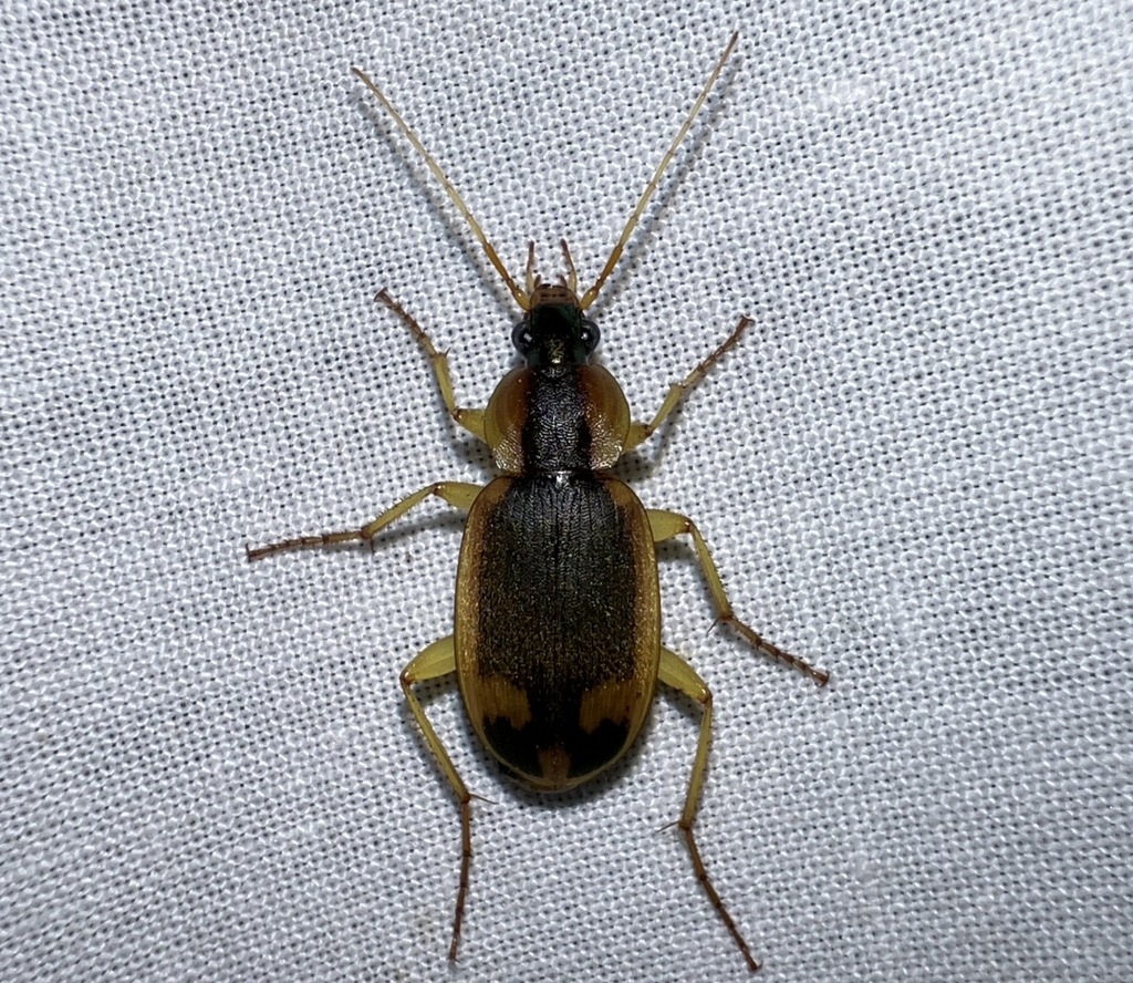 Chlaenius notula