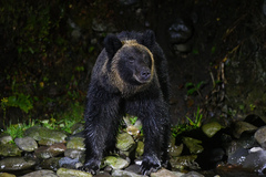 Brown Bear photo 4