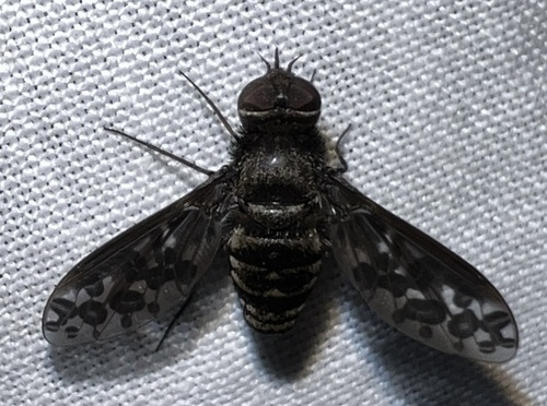 Heteralonia oculata