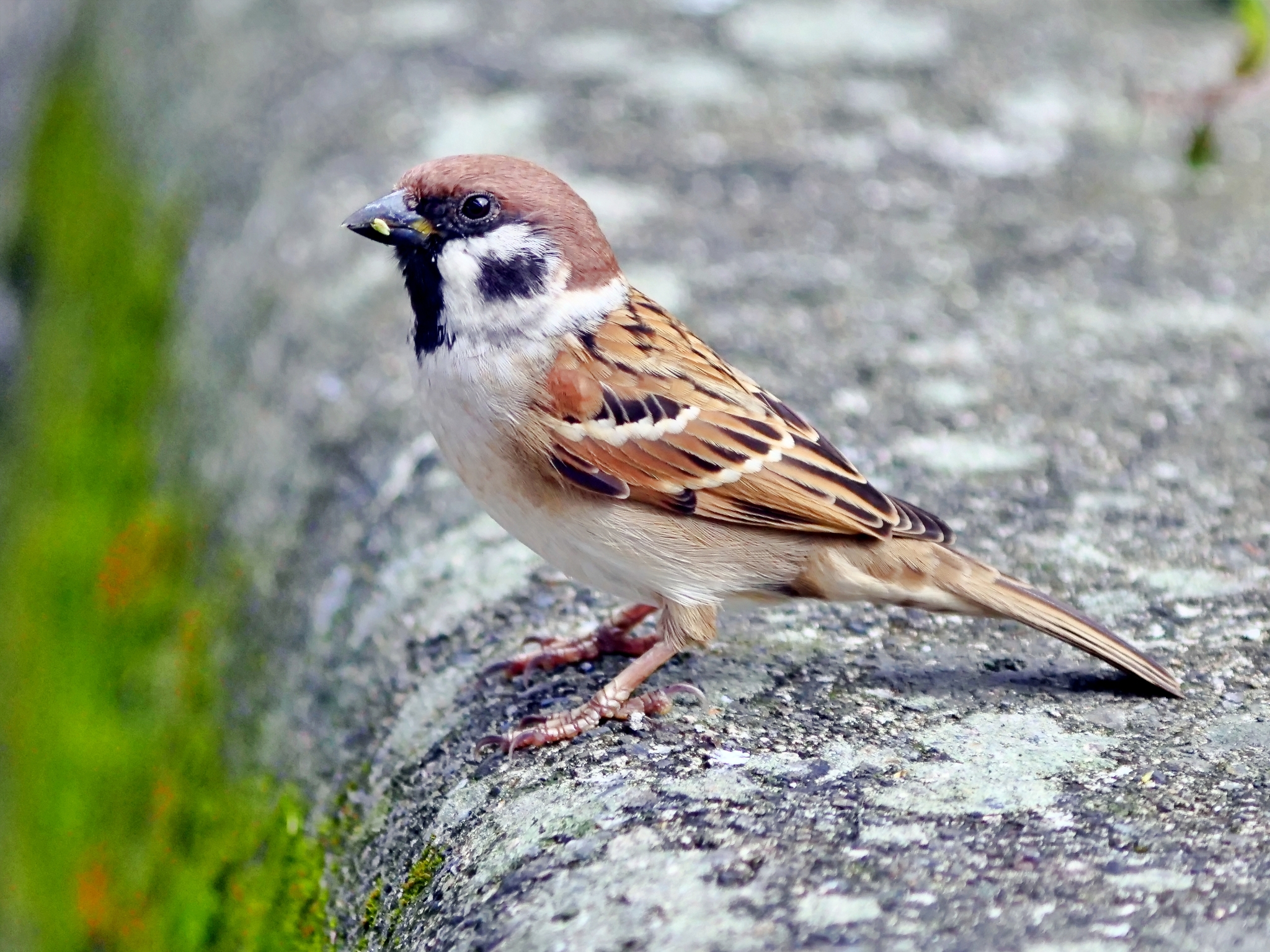 Passer montanus様 Subspecies Passer montanus saturatus · iNaturalist
