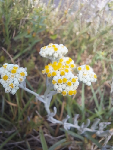 Image of Helichrysum crispum by (c) Noeleen du Toit, some rights reserved (CC BY-SA)