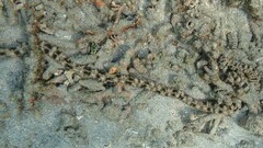 Synapta maculata image