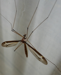 Tipula tricolor