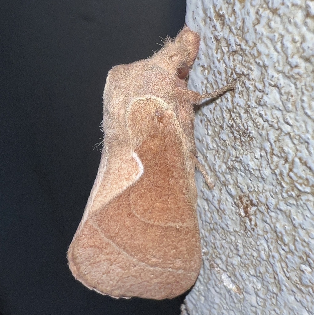 Streblote bakeri