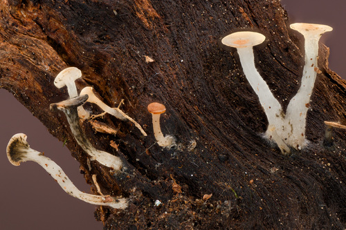 Cudoniella sp.