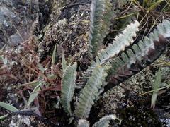 Pleopeltis bombycina