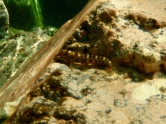 Microlipophrys canevae