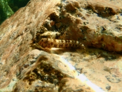 Microlipophrys canevae