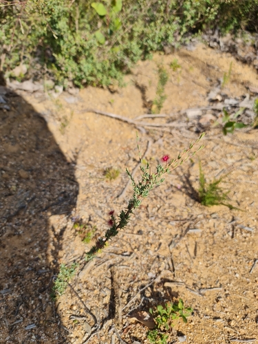 Image of Verticordia huegelii by (c) Belinda Forbes, some rights reserved (CC BY)