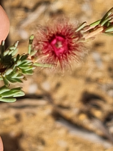 Image of Verticordia huegelii by (c) Belinda Forbes, some rights reserved (CC BY)