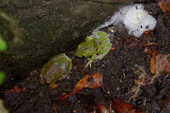 Zhangixalus taipeianus