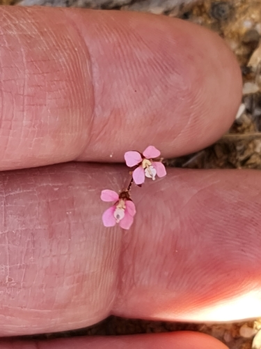 Levenhookia stipitata (Levenhookia stipitata)