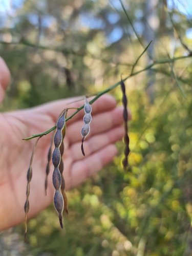 Image of Acacia extensa by (c) Belinda Forbes, some rights reserved (CC BY)