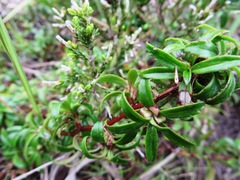 Cliffortia ferruginea