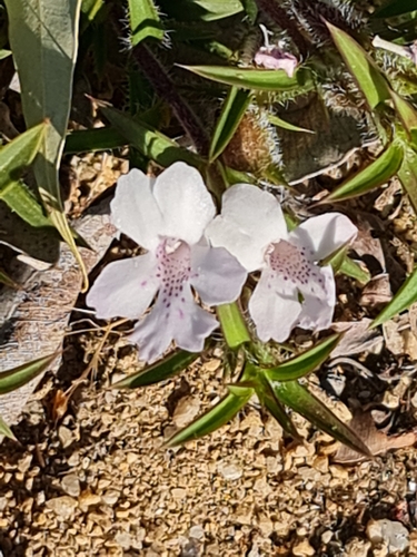 Image of Hemiandra pungens by (c) Belinda Forbes, some rights reserved (CC BY)