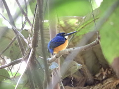Papuan Dwarf-Kingfisher photo 3