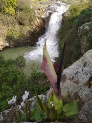 Arum palaestinum