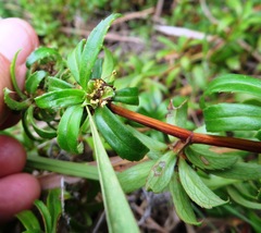Cliffortia ferruginea