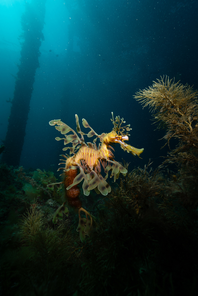 Leafy Seadragon in November 2023 by