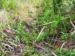 Cliffortia ferruginea