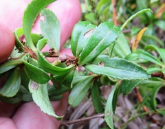 Cliffortia ferruginea