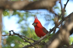 Cardinalis phoeniceus