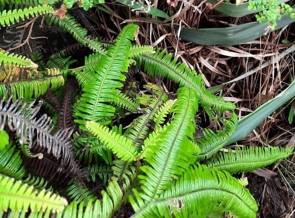 Sticherus farinosus