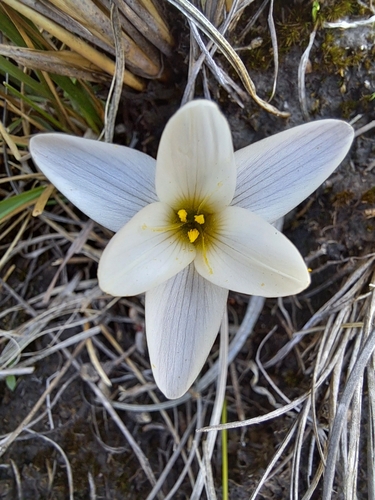 Hesperantha crocopsis
