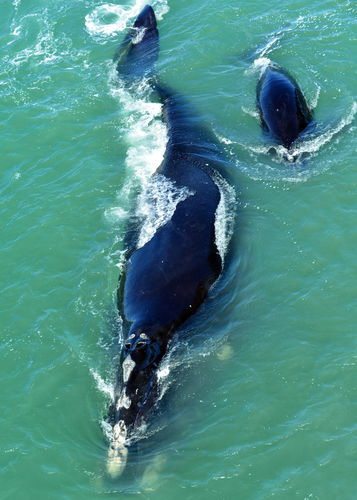 North Atlantic Right Whale photographed in Florida