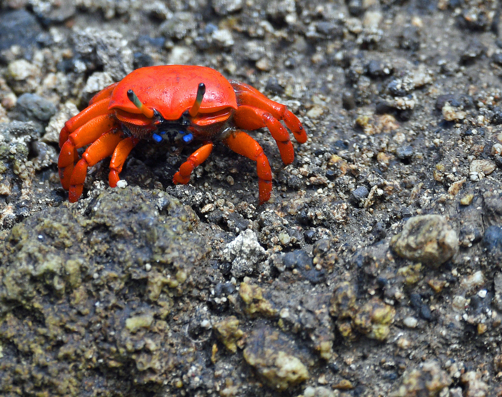 Indo-West Pacific Fiddler Crabs from Nusa Dua, Bali, Indonesia on ...