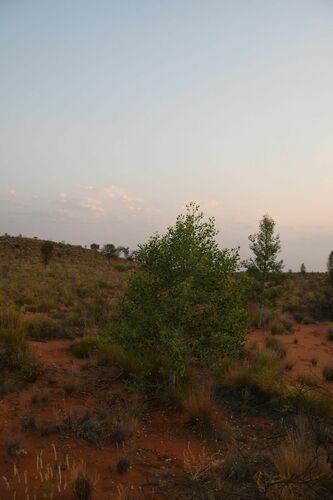 Image of Bell Fruit Tree (Codonocarpus cotinifolius) by (c) Em Lamond, some rights reserved (CC BY)
