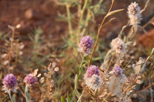 Image of Ptilotus helipteroides by (c) Em Lamond, some rights reserved (CC BY)