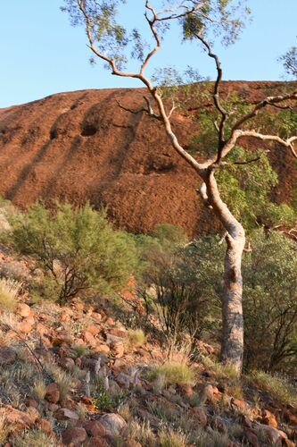 Image of Corymbia opaca by (c) Em Lamond, some rights reserved (CC BY)
