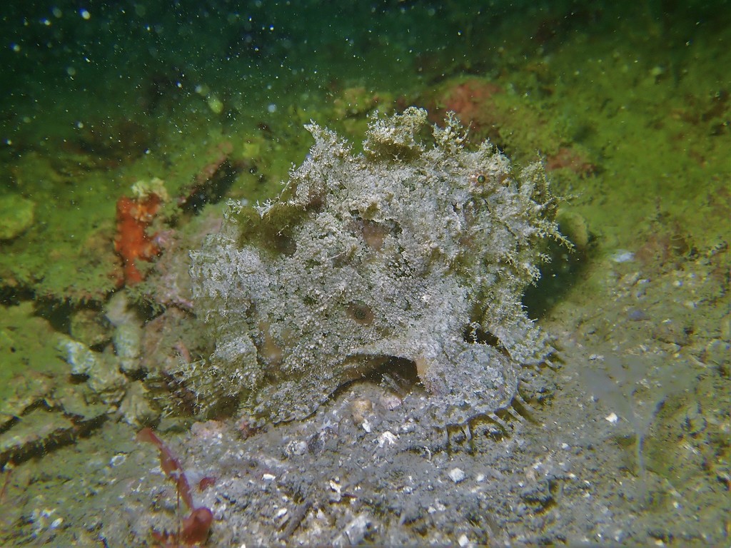 Three-Spot Frogfish