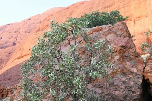 Image of Santalum lanceolatum by (c) Em Lamond, some rights reserved (CC BY)