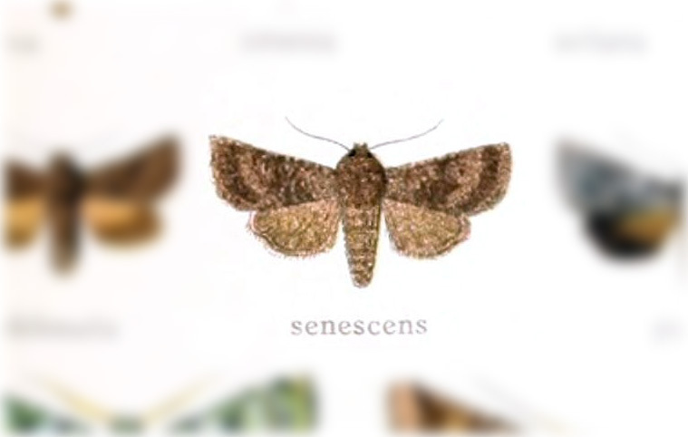 Homoanarta senescens