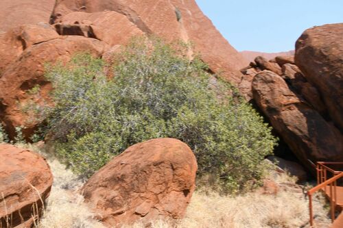 Image of Ficus desertorum by (c) Em Lamond, some rights reserved (CC BY)
