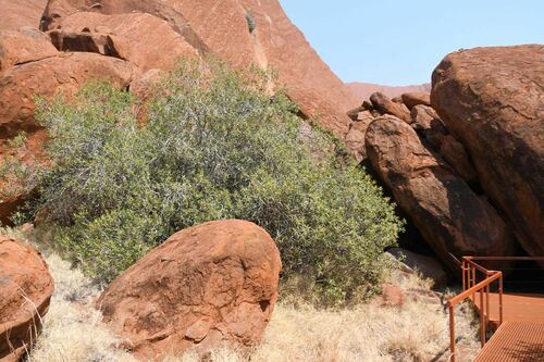 Image of Ficus desertorum by (c) Em Lamond, some rights reserved (CC BY)