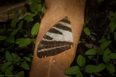 Protographium leosthenes
