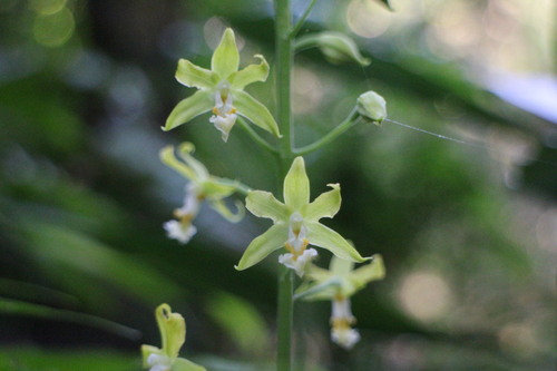 Inverted-Heart Orchid