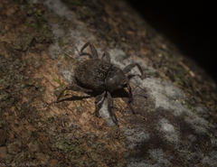 Onidistus araneus