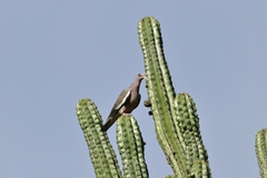 Patagioenas corensis