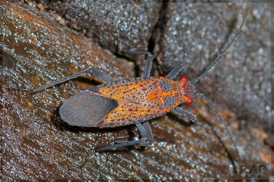Jadera choprai