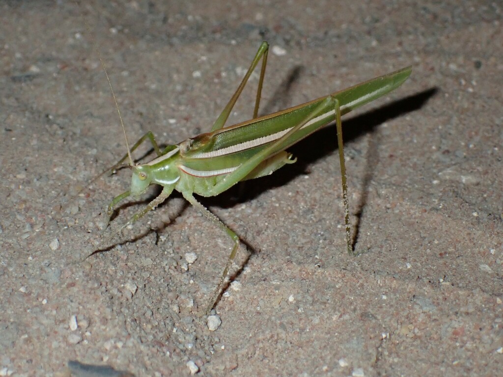 Southern Tinzeda