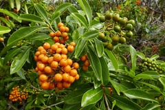 Pittosporum pentandrum
